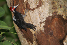 Crimson-crested Woodpecker